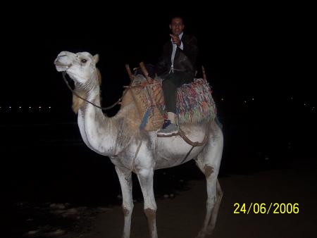 Le chameau d'èssaouira